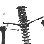 ShoulderAnt.png