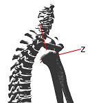 ShoulderLat.png
