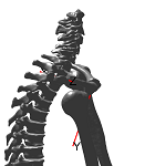 SternoclavicularLat.png