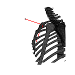 SternumLat.png